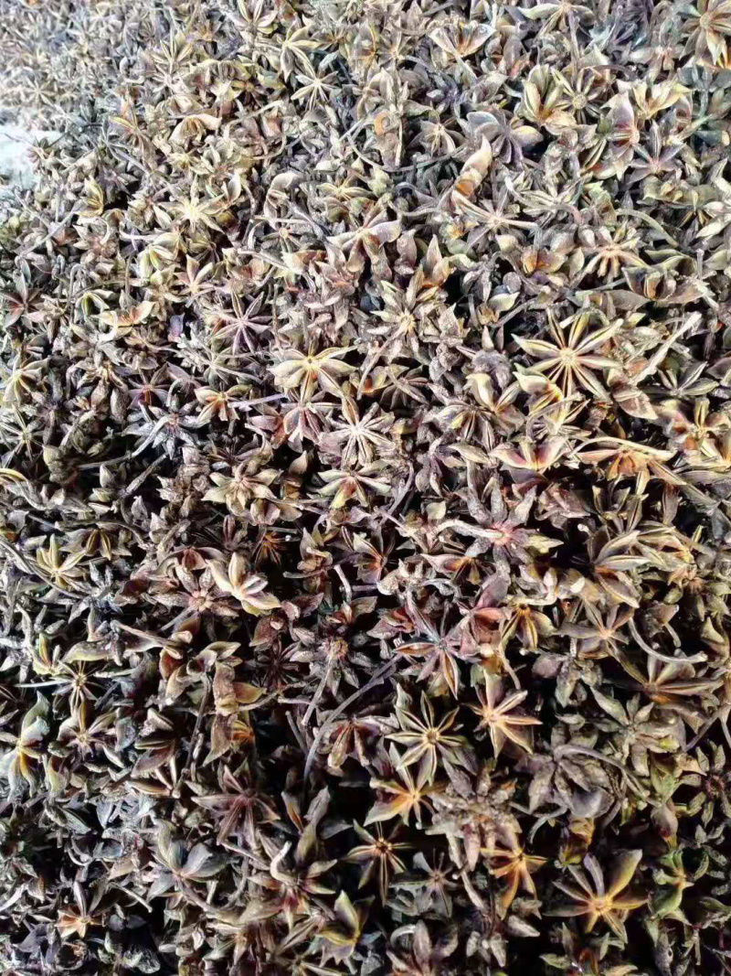 大红八角干枝一级果无硫足干成色好产地货源