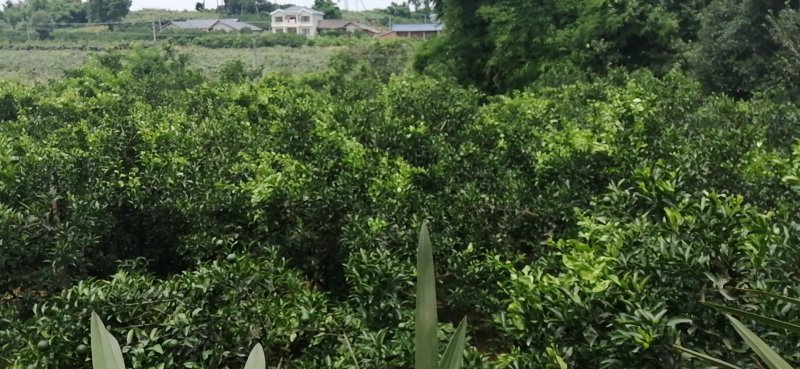 不知火次果高次果商品果丑柑次果高次蒲江丑橘不知火产地直发