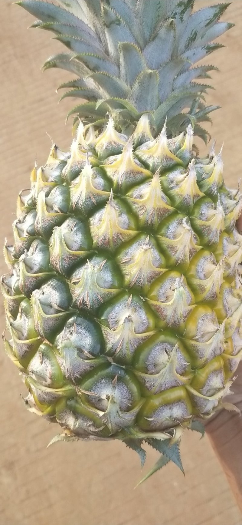 中国大陆菠萝之乡徐闻曲界——广东徐闻巴里菠萝水果