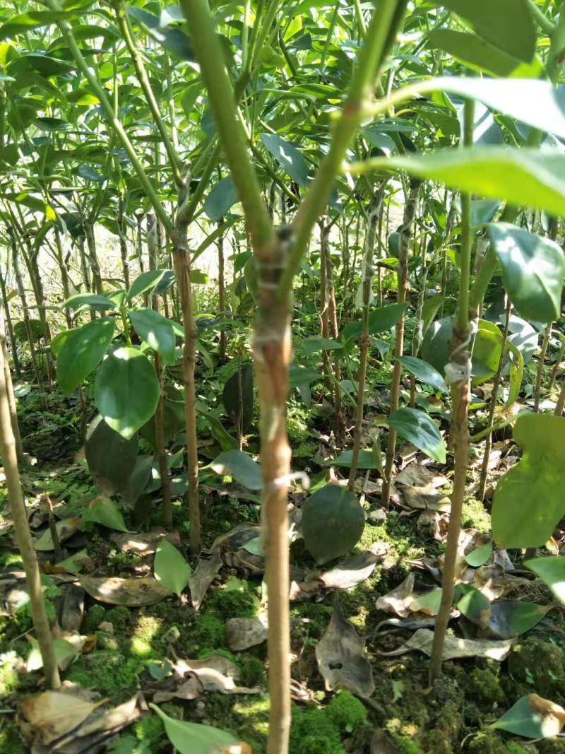梧州藤县古龙矮化罗马优质品种大红八角嫁接苗