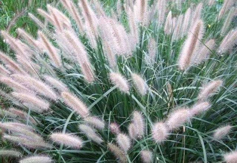 狼尾草种子牧草观赏药用型优质现货供应