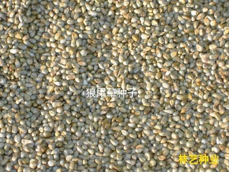 狼尾草种子牧草观赏药用型优质现货供应