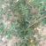 大红袍花椒苗，黄盖花椒苗1~2年，50公分高，0.6公