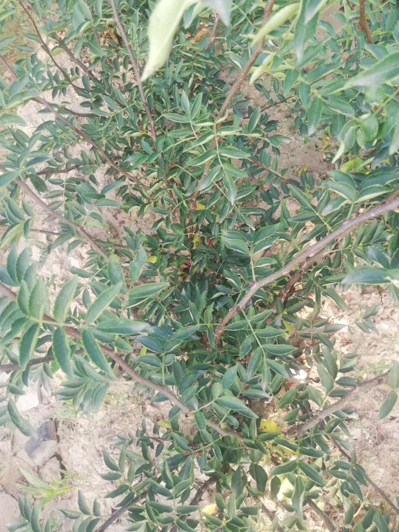大红袍花椒苗，黄盖花椒苗1~2年，50公分高，0.6公