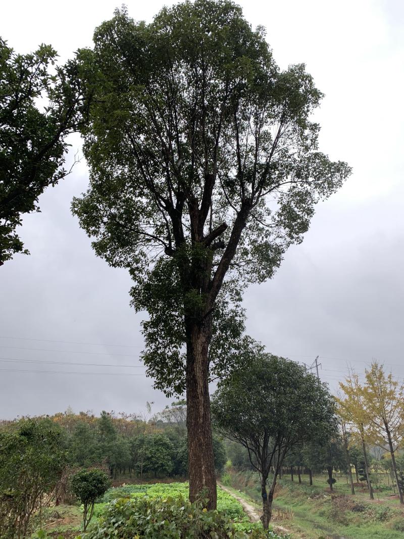 45-50-60公分骨架香樟基地直发