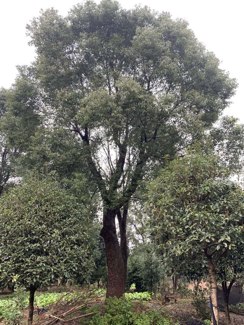 45-50-60公分骨架香樟基地直发