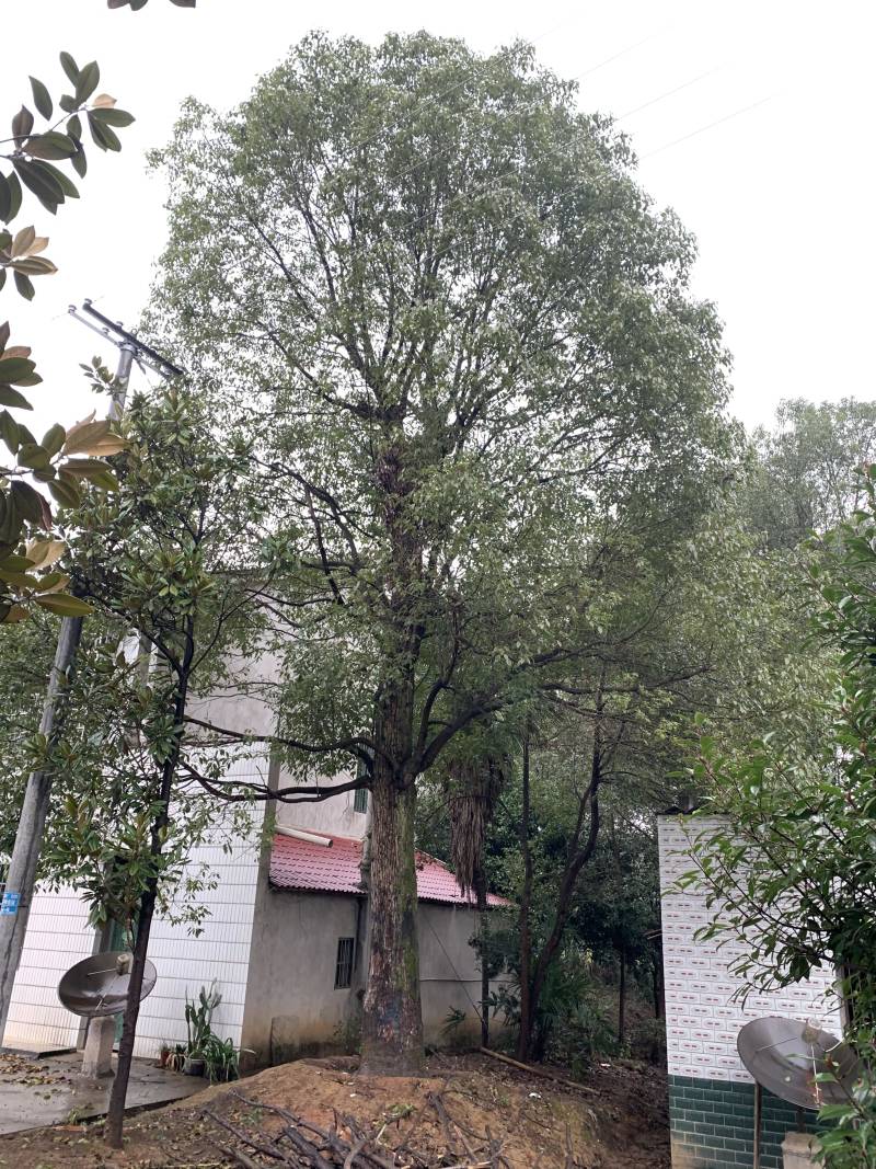 45-50-60公分骨架香樟基地直发