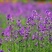 蓝香芥籽种蓝色油菜花欧亚香花芥公园庭院四季
