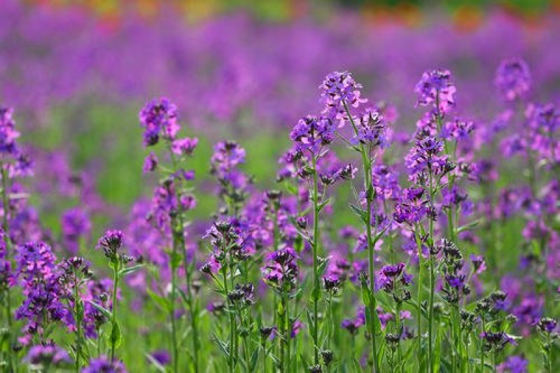 蓝香芥籽种蓝色油菜花欧亚香花芥公园庭院四季