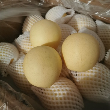皇冠梨工厂品质量大货源充足常年供应基地直发