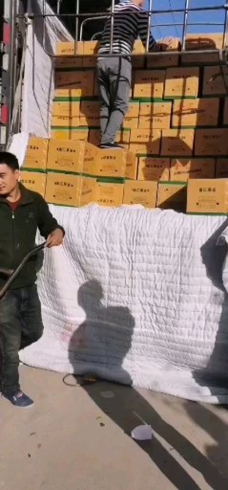 皇冠梨工厂品质量大货源充足常年供应基地直发
