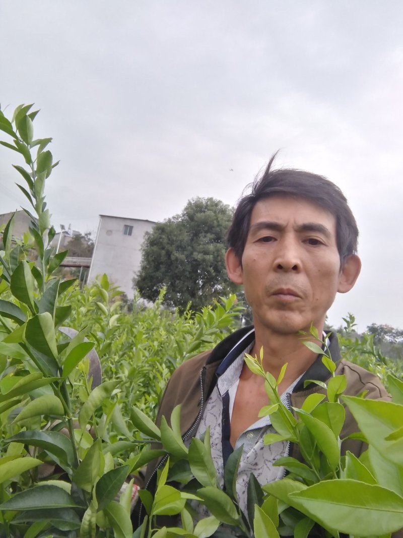 脆皮金钱桔苗，三十公分公分高起点，含糖度高