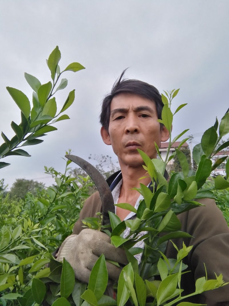 脆皮金钱桔苗，三十公分公分高起点，含糖度高