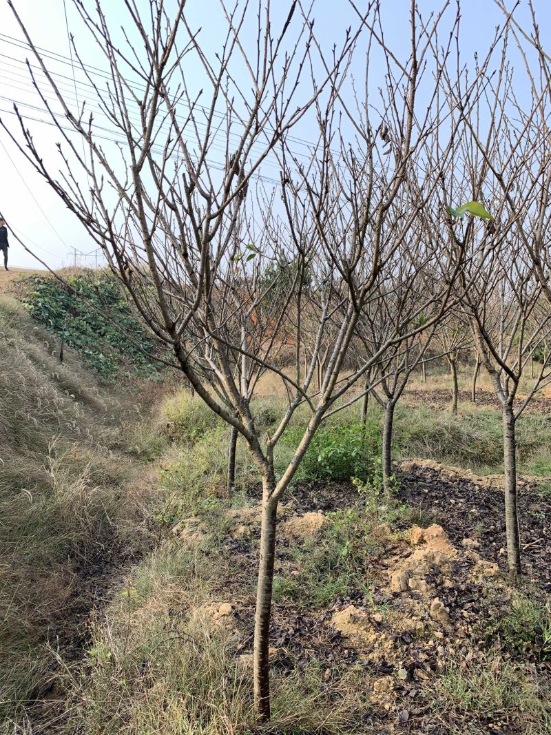 5-8公分精品樱花，基地直销