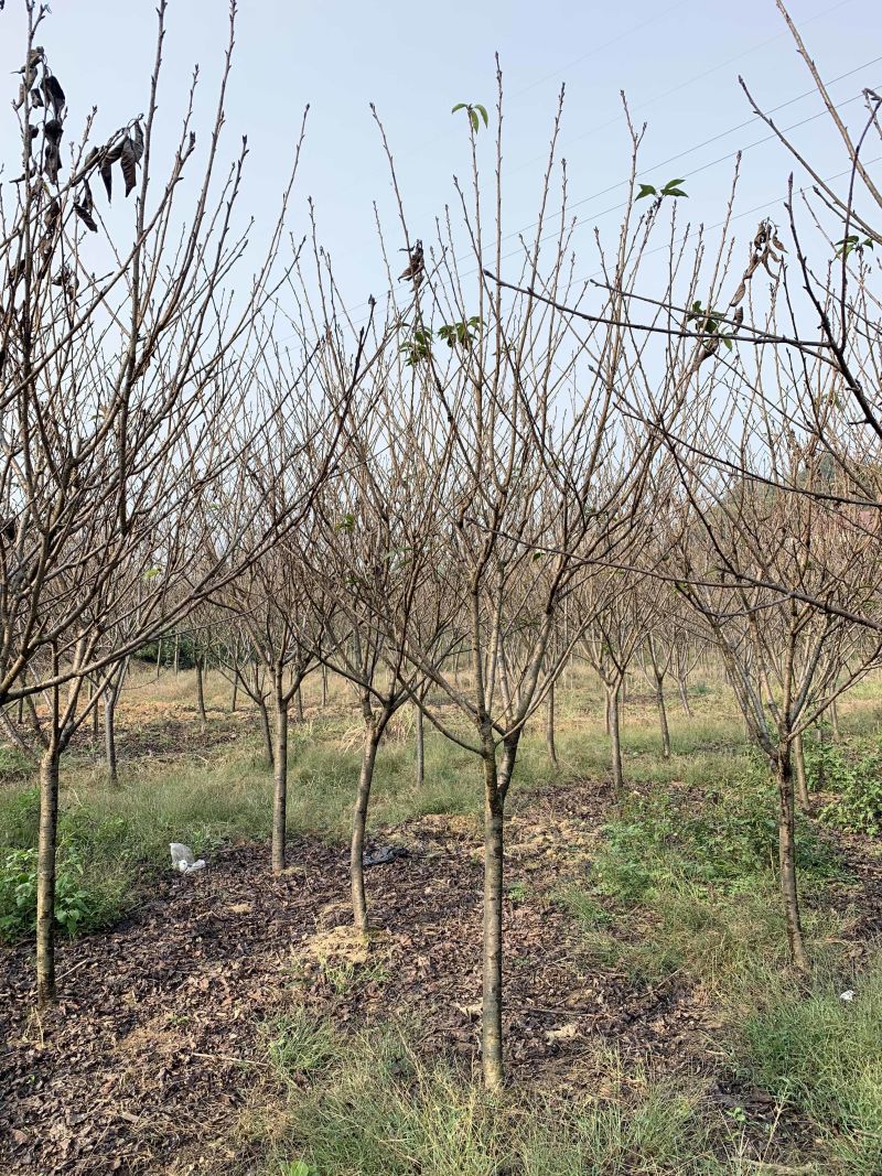 5-8公分精品樱花，基地直销
