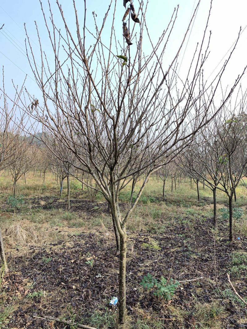 5-8公分精品樱花，基地直销