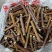 冬枣接穗，现剪现封蜡，嫁接成活率高，有需要的客户提前预定