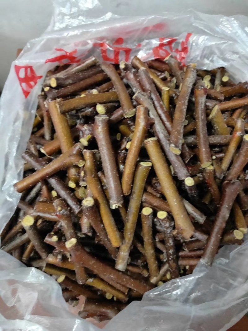 冬枣接穗，现剪现封蜡，嫁接成活率高，有需要的客户提前预定