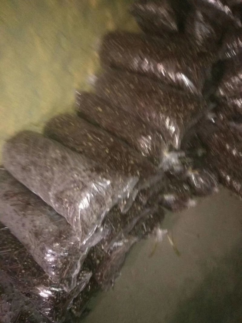 冬枣接穗，现剪现封蜡，嫁接成活率高，有需要的客户提前预定