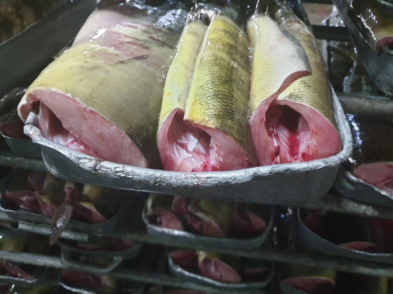 俄罗斯进口原料马哈鱼参考规格参数见色号