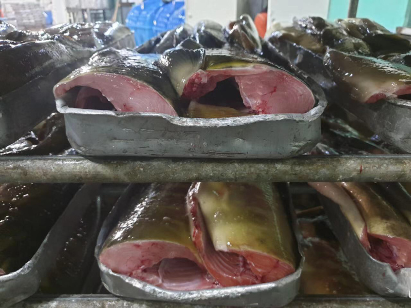 俄罗斯进口原料马哈鱼参考规格参数见色号