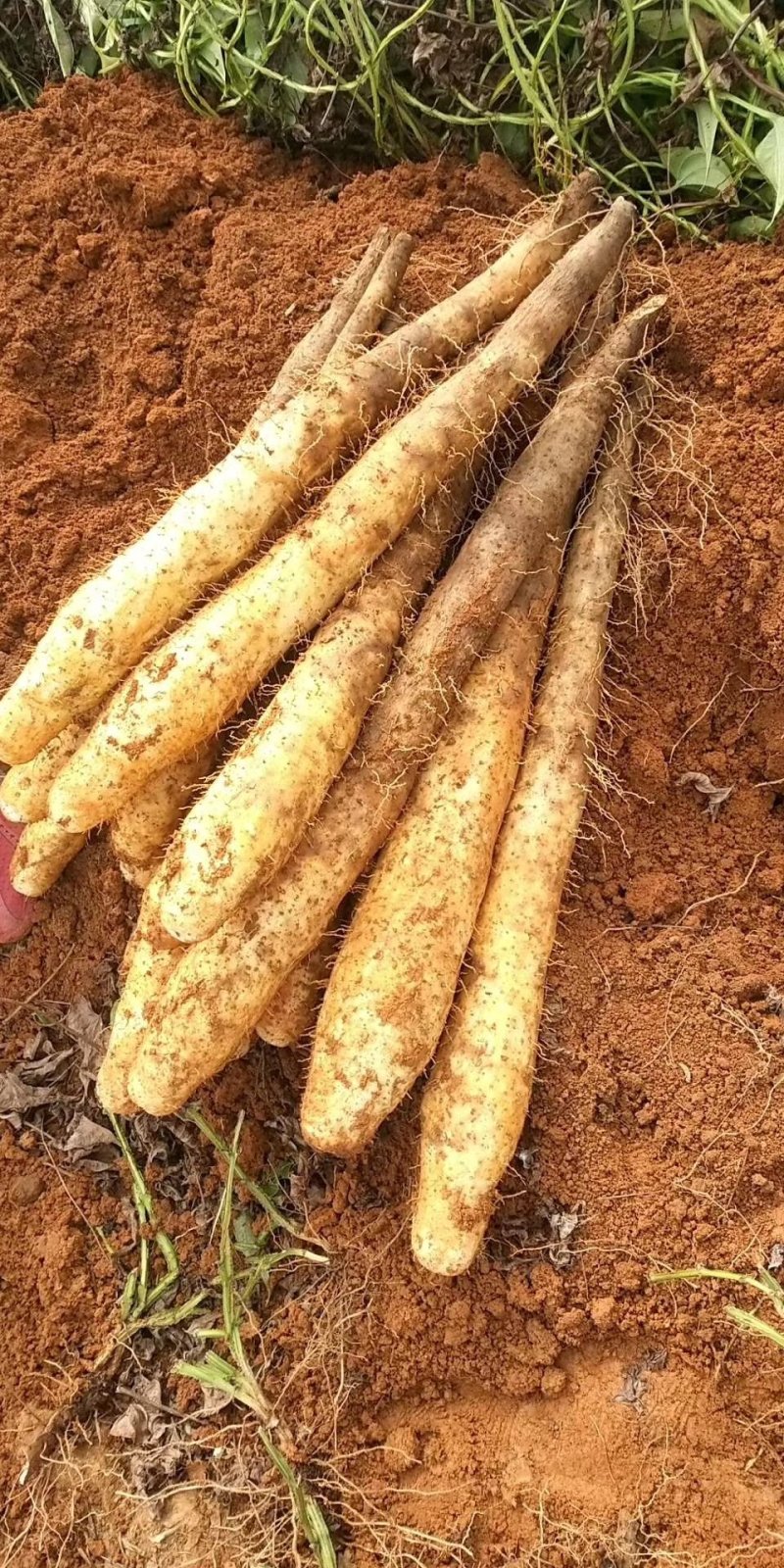 山药淮山药，大量白鬼，黑鬼，滚地龙，条形好，价格优惠。