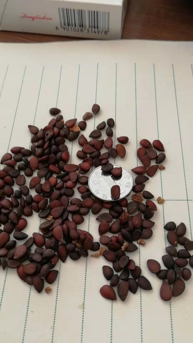 杜梨种子，嫁接梨树用的杜梨种子