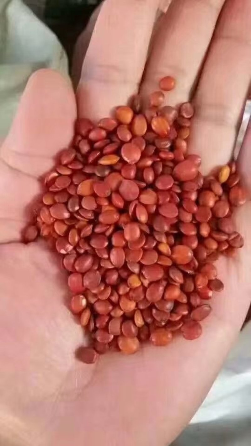 杜梨种子，嫁接梨树用的杜梨种子