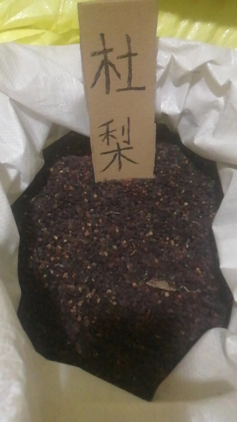 杜梨种子，嫁接梨树用的杜梨种子