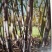 适合北方种植的红皮甘蔗