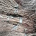 杜梨种子，嫁接梨树用的杜梨种子