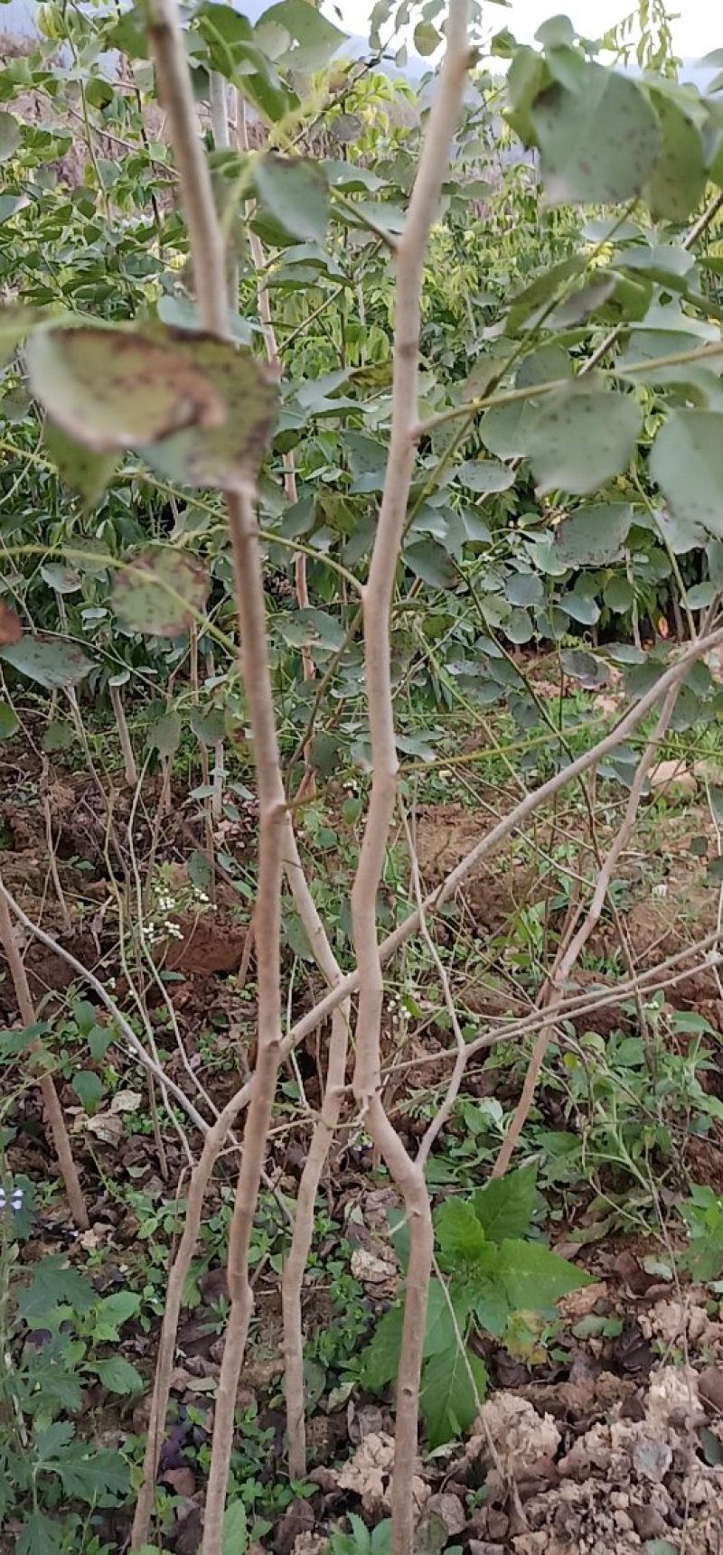 珍贵老挝老红檀木大红酸枝木绿化观赏庭造林树种苗乔木灌木绿