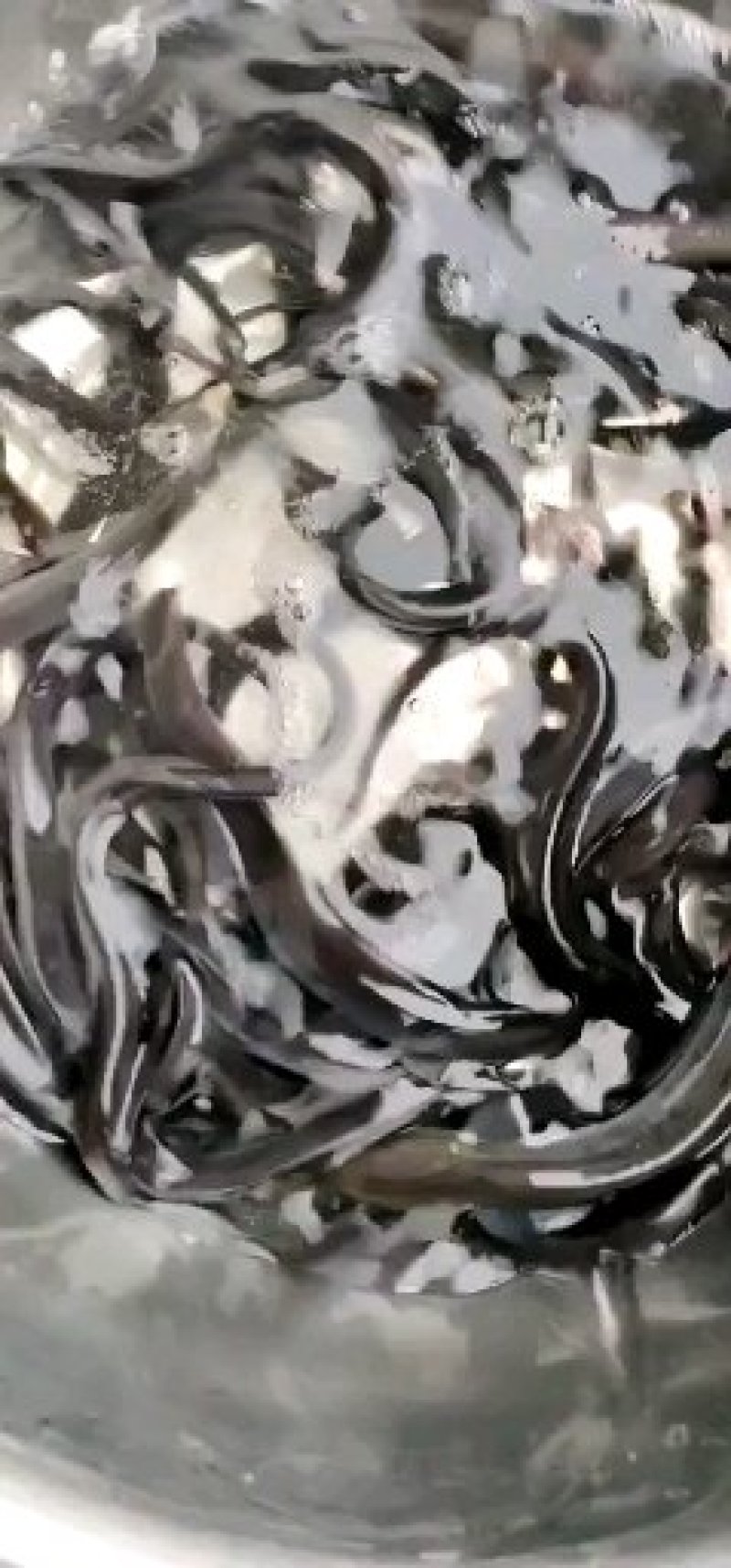 鳗鱼苗，优质日本鳗鱼苗花鳗各种鳗鱼苗大量供应