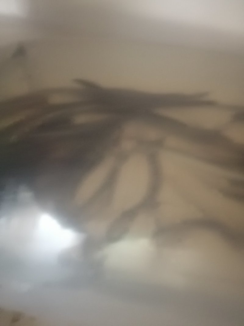 鳗鱼苗，优质日本鳗鱼苗花鳗各种鳗鱼苗大量供应