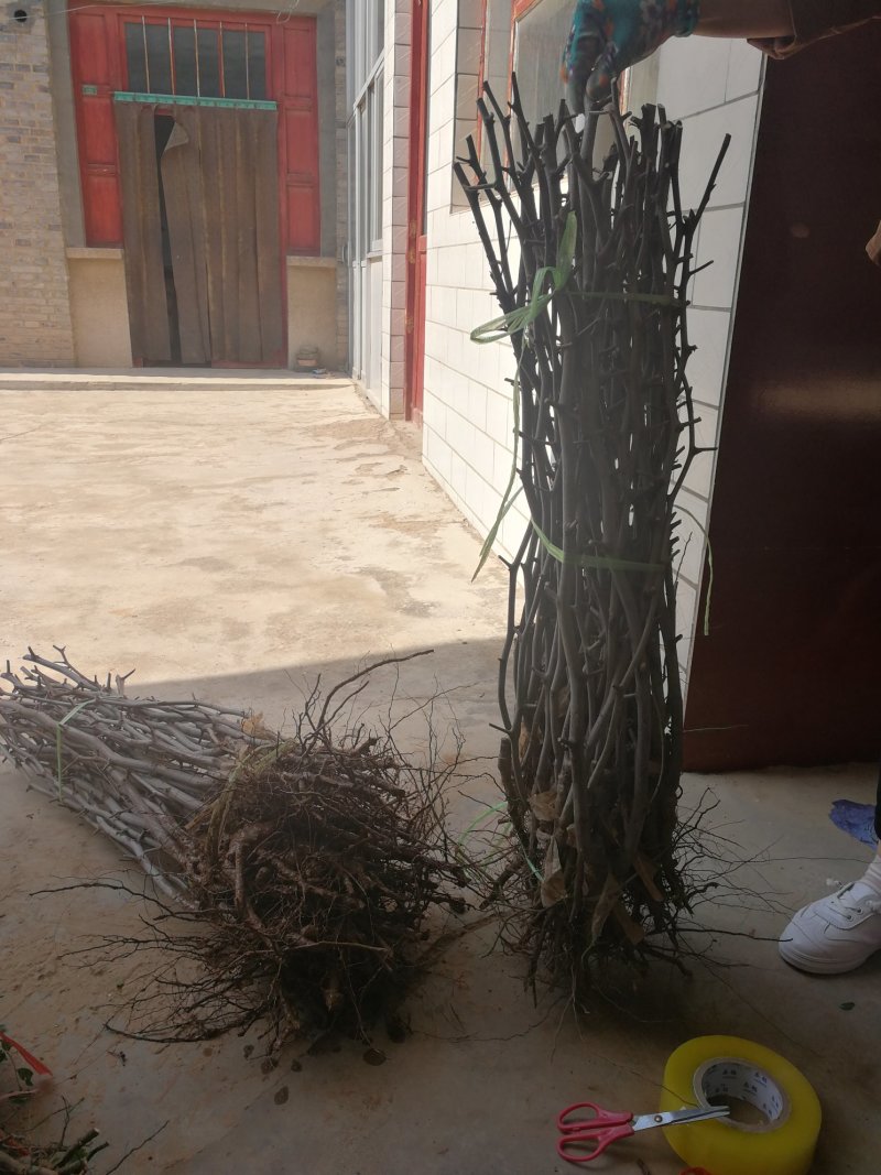 梨枣树苗80~110cm，冬枣树苗