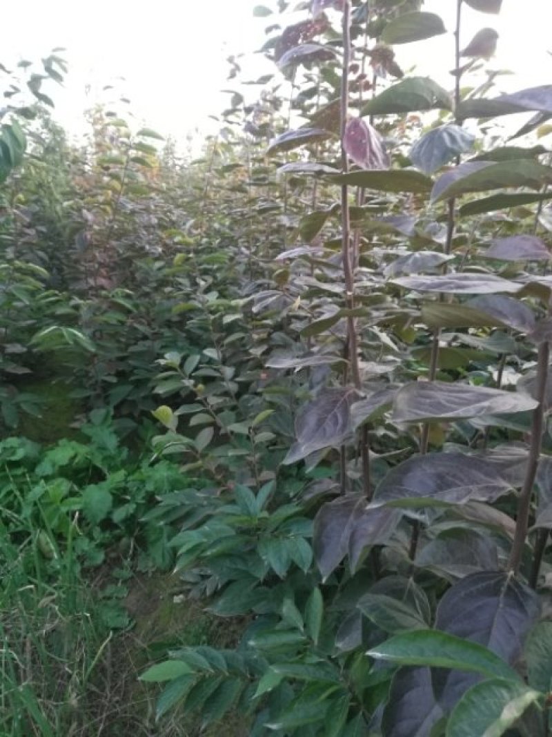大量出售精品柿子树种苗，富平精品尖柿苗！
