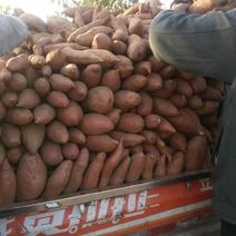 西瓜红，烟薯25，大量有货产地直供欢迎广大客商前来选购