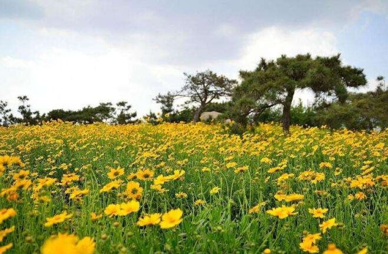 大花金鸡菊种子四季种野菊花种子花海绿化多年生宿根种子