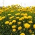 大花金鸡菊种子四季种野菊花种子花海绿化多年生宿根种子