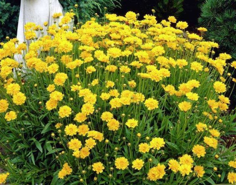 大花金鸡菊种子四季种野菊花种子花海绿化多年生宿根种子
