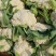 河南菜花松花菜白面青梗散花1.5-2.5斤产地直供