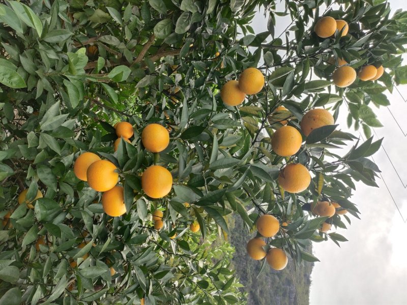 纯甜密香橙，纯甜埃及糖橙，大量高山优质纯甜蜜香橙供应
