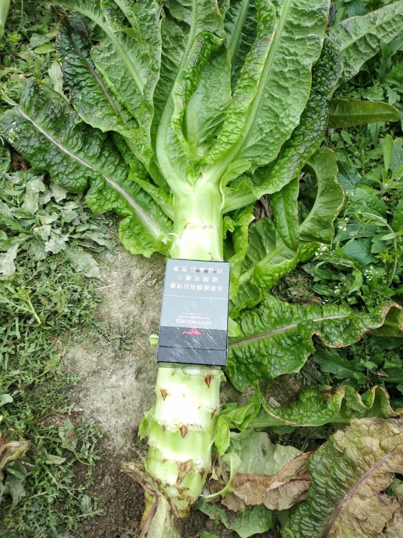 莴苣，，永安红叶莴苣。永安紫叶莴苣。杆子