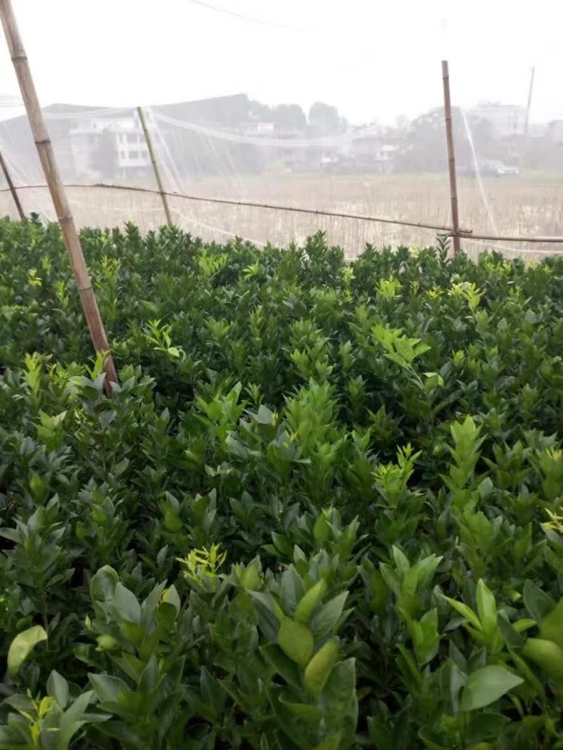 脐橙树苗纽何尔脐橙苗卡拉红肉脐橙苗