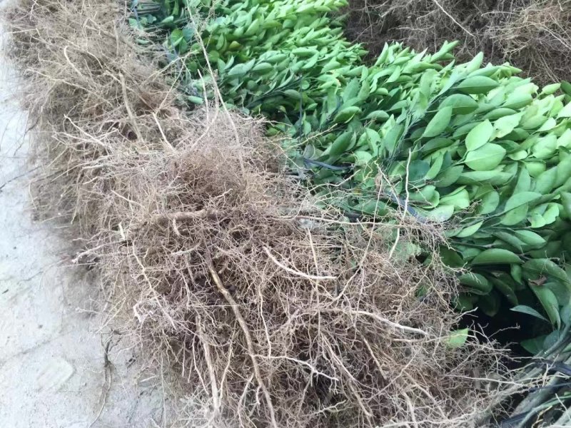 脐橙树苗纽何尔脐橙苗卡拉红肉脐橙苗