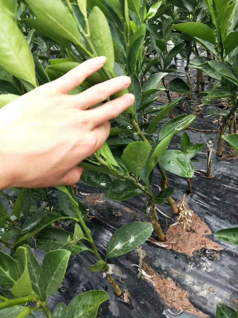 脐橙树苗纽何尔脐橙苗卡拉红肉脐橙苗