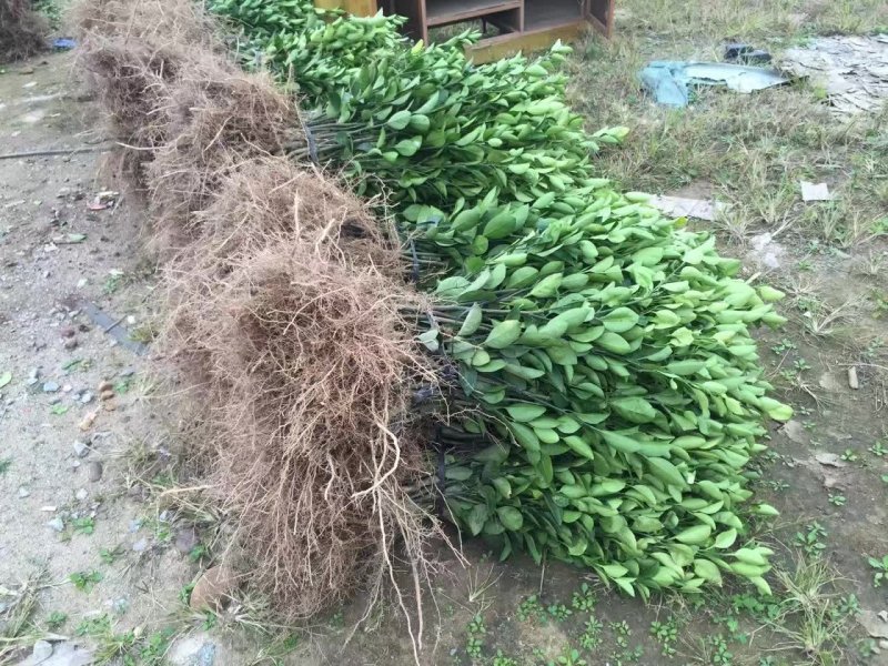 脐橙树苗纽何尔脐橙苗卡拉红肉脐橙苗