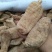 天麻，产地直供陕西仿野生无硫天麻，规格齐全质量有保证。