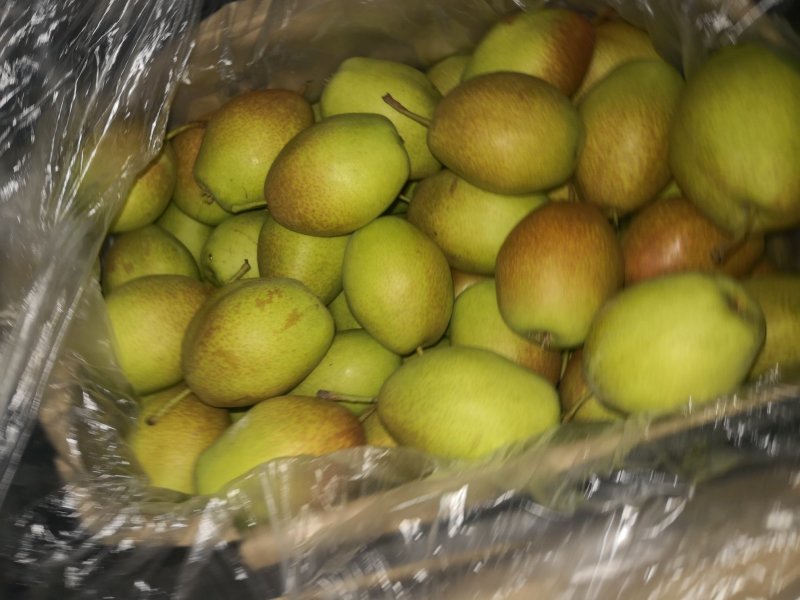 红香酥，香梨，新上市，大量有货，诚信代办