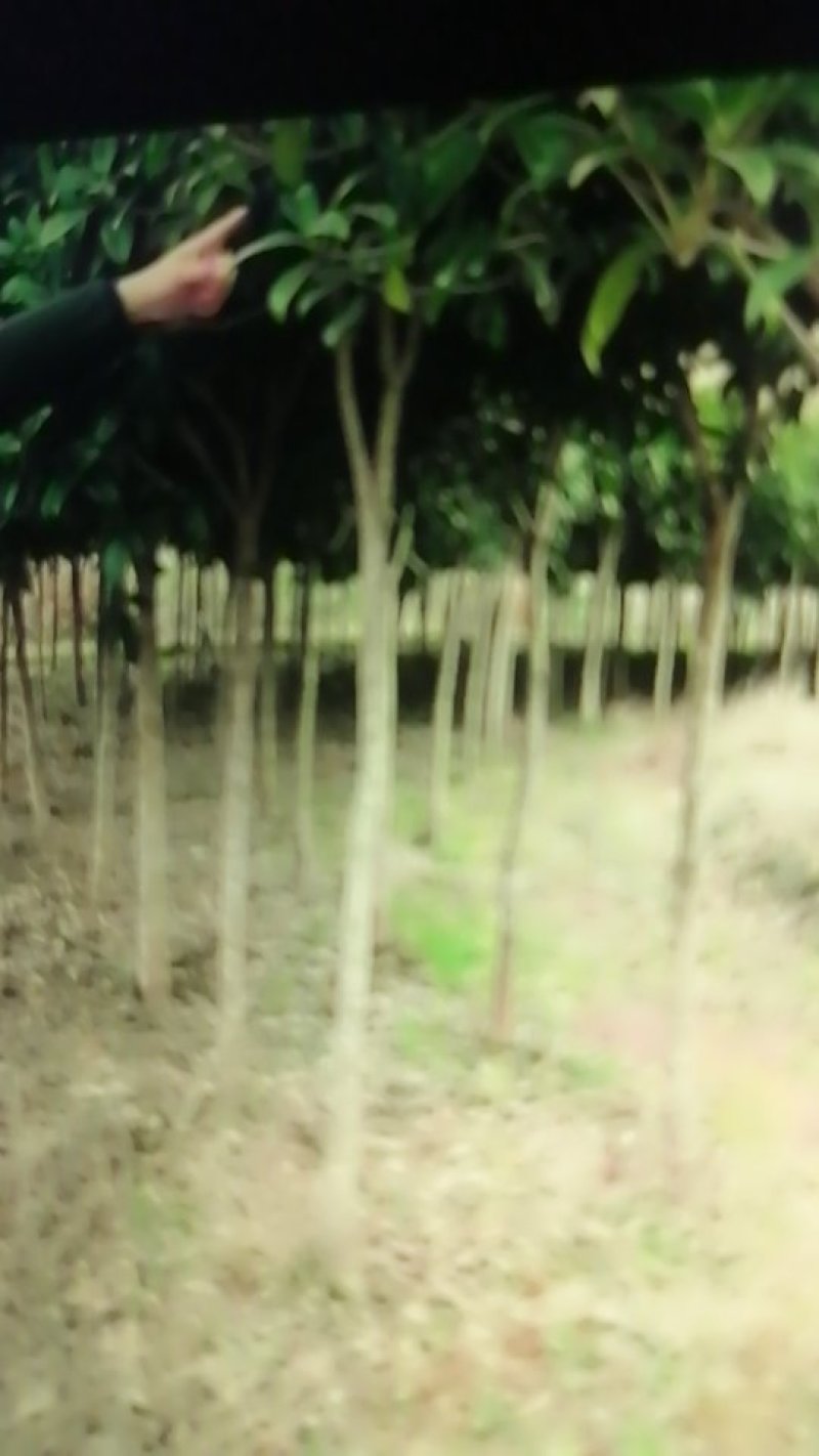 ★桂花苗★各类规格齐全，假一赔十，基地直发，欢迎选购